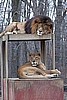 Cubbie & Rappie (male & female lions)